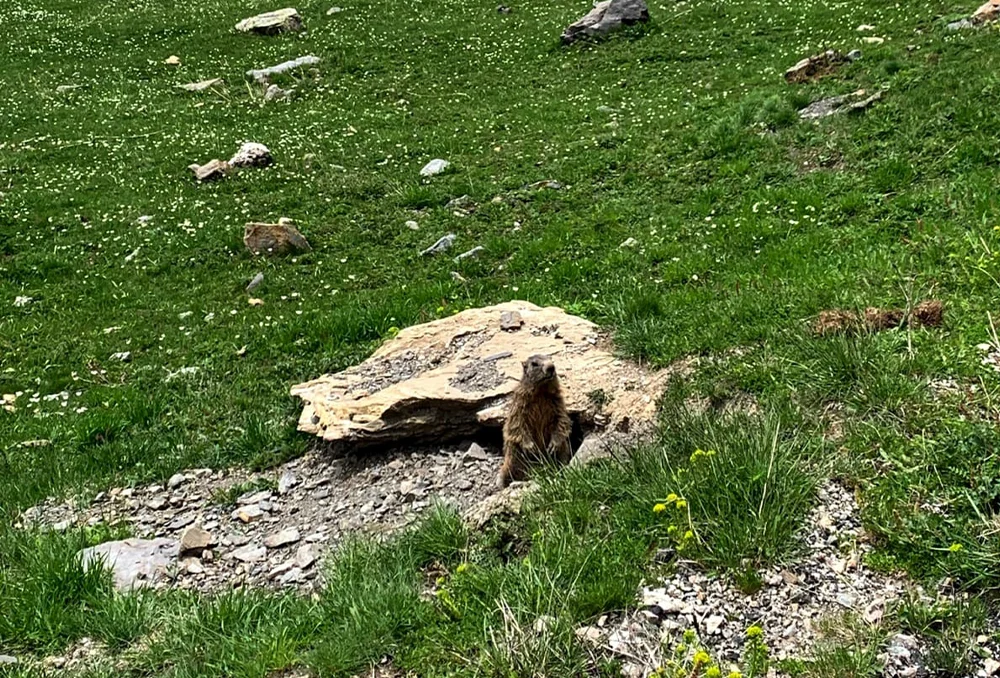 Marmotten op de Col du Galibier vlakbij hun verblijfplaats. Franse Alpen.