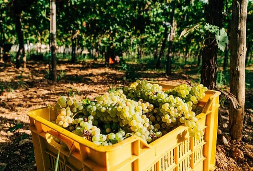 Wijnoogst in geel krat in de wijnvelden ergens in Puglia Zuid Italië